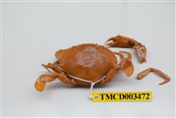 藏品(擬深穴青蟳)的圖片